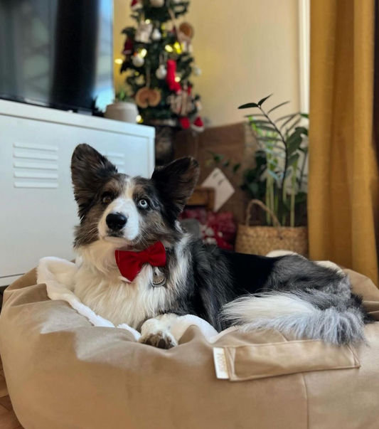 Papillon Bow- Holiday Edition